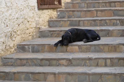 chien