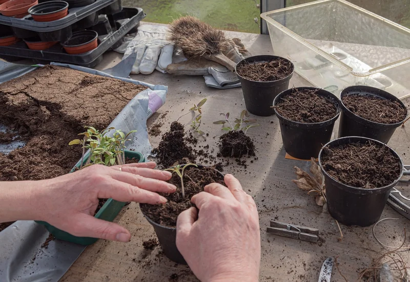 Le substrat et l'arrosage : Oubliez la terre de votre jardin