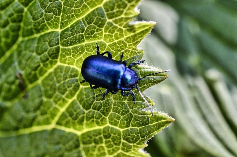 insecte